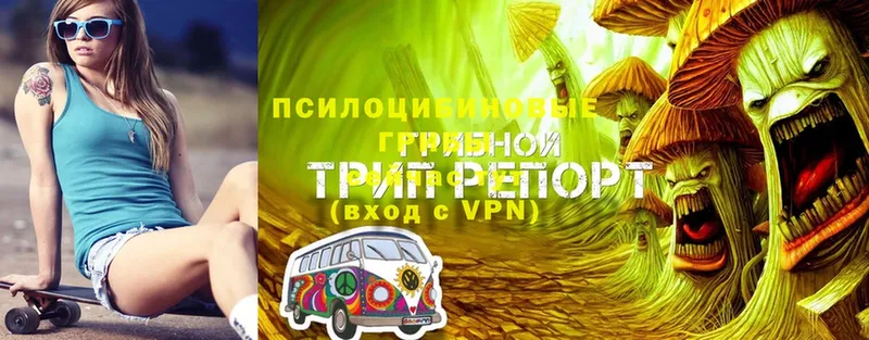 Галлюциногенные грибы GOLDEN TEACHER  Полысаево 